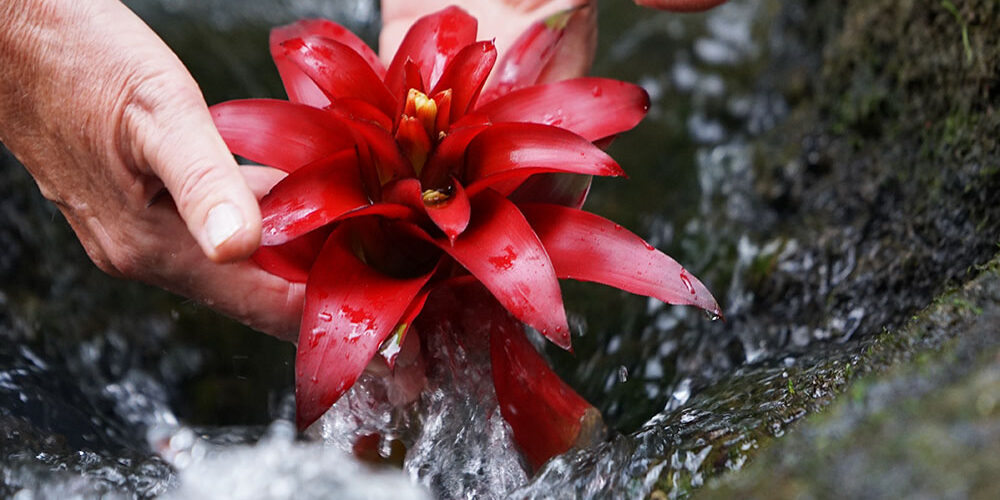 Elke Hanhus-Kurras, Business Trainerin, Psychologische Beraterin, Systemischer Coach, Lebensbalance