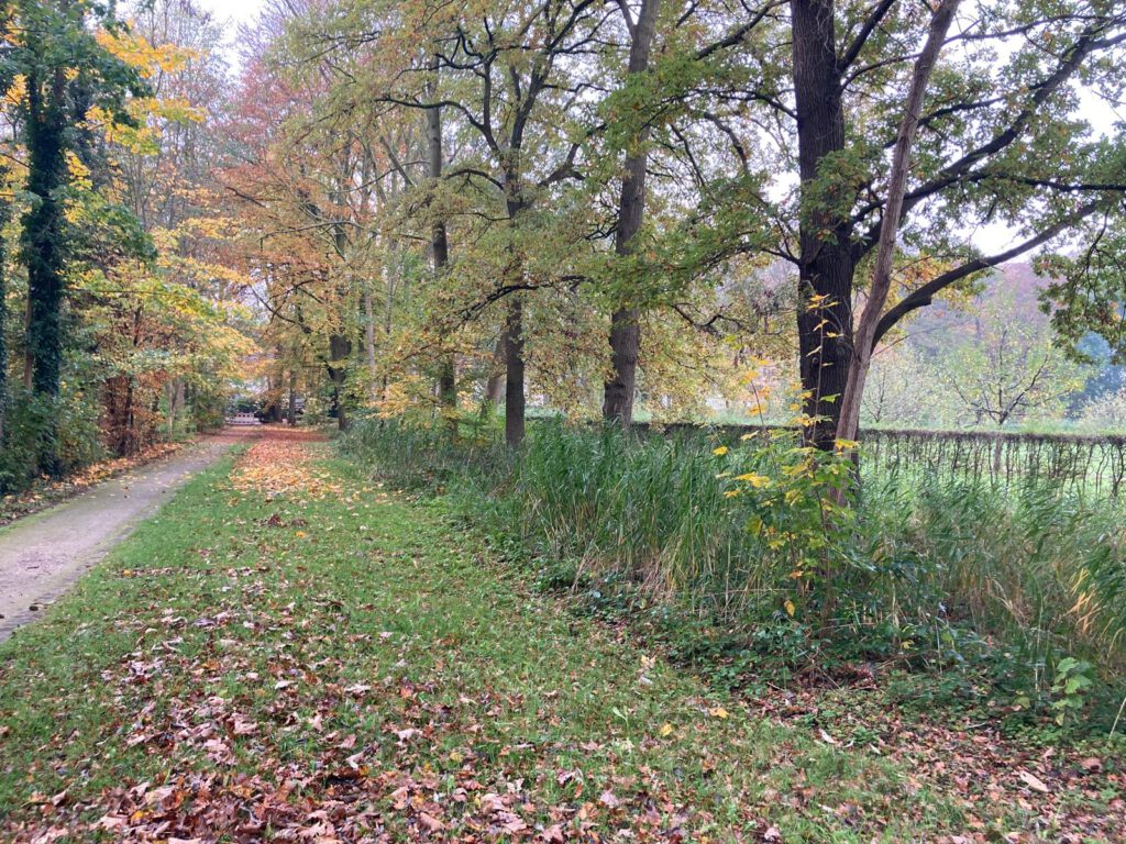 Wald Spaziergang, Elke Hanhus-Kurras, Business Trainerin, Psychologische .Beraterin, Systemischer Coach, Lebensbalance